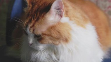 Odin Newman 'ın yan görüntüsü, tüylü turuncu ve beyaz bir kedi, uzun beyaz bıyıklarını ve yumuşak kürkünü gösteriyor..