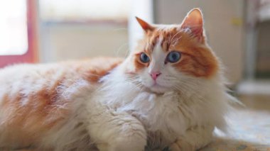 A peaceful shot of Odn Newman resting comfortably, looking away from the camera towards a bright window, highlighting his side profile and soft, white chest.