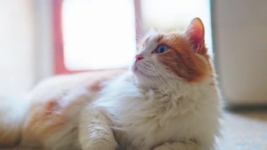 Kedi rahat bir pozisyonda yakalanır, başını eğerek meraklı bir ifadeyle zarif yelesini gösterir..