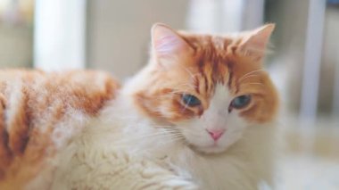 Odin 'in yüksek kalite, yakın plan portresi, turuncu ve beyaz uzun saçlı bir kedi, yoğun mavi gözlerine ve doğrudan lense bakarken yumuşak kürküne odaklanıyor..