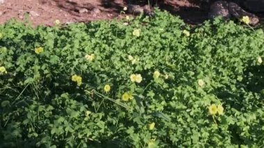 Benidorm 'da bir yamaçta yeşil yapraklar ve sarı çiçeklerden oluşan canlı bir halı, yerde dans eden ağaçların gölgeleri..