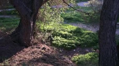 Yüksek açılı bir manzara canlı yeşil zemin örtüsünü ve İspanyol parkındaki büyük çam ağaçlarının arasına yerleştirilmiş kır çiçeklerini gösteriyor..