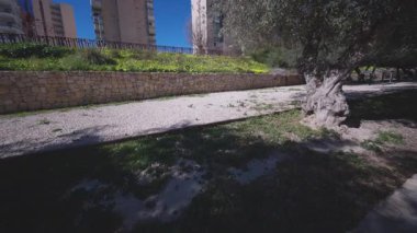 Olgun bir zeytin ağacı, çakıl yolu ve açık mavi gökyüzünün altında yüksek binaları olan Akdeniz bitkilerinin yer aldığı modern bir şehir parkının barışçıl manzarası..