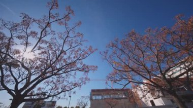 Çicek açan ağaçların dallarından yukarıya, berrak mavi gökyüzüne bakan alçak açılı bir çekim arka planda Valensiya 'nın modern yüksek binalarını gözler önüne seriyor..