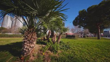 Aydınlık bir günde, iyi korunan bir şehir parkındaki küçük palmiye ağaçları ve Akdeniz çalılıklarına odaklanan düşük seviyeli bir çekim..