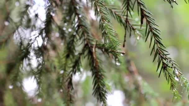 Fir with water drop — Stock Video