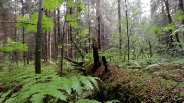 Fern ve kürk çiseleyen yağmur altında