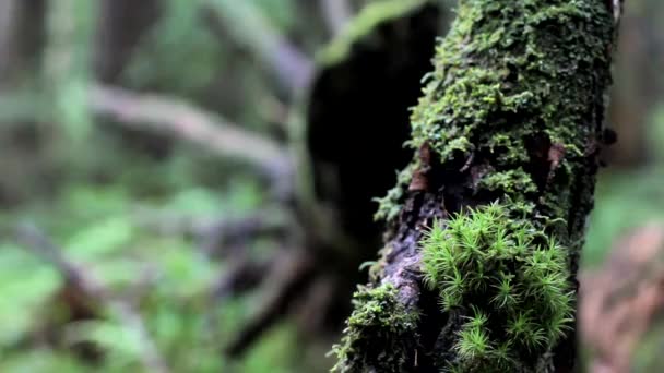 Musgo en el árbol en la madera — Vídeo de stock