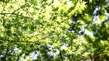 Japonca akçaağaç güneş yoluyla