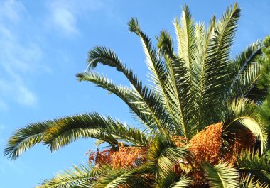 Anka kuşu palmiyesi turuncu hurma ve mavi gökyüzü