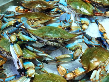 Bir sürü mavi yengeç ya da buzda Chesapeake