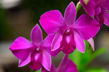 Taze mor orkide çiçek.