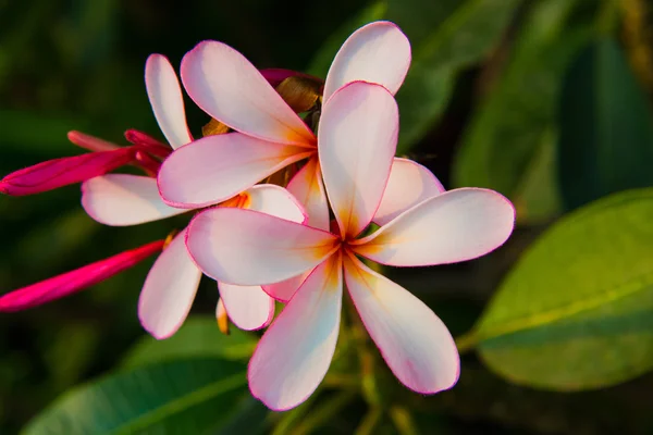 Flor de plumeria rosa . — Fotografia de Stock