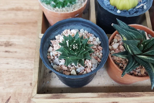 Kleine cactus mini groen in pot met houten achtergrond — Stockfoto