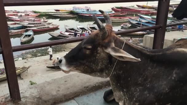 Ritratto di bestiame in strada a Varanasi — Video Stock