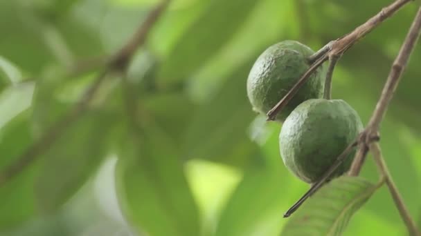 Γκουάβα στο βιολογικό αγρόκτημα — Αρχείο Βίντεο