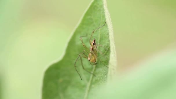 Spider on Leaf — Stock Video