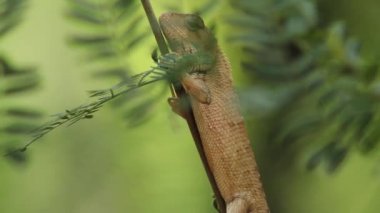 Gecko üzerindeki hareket yaprak