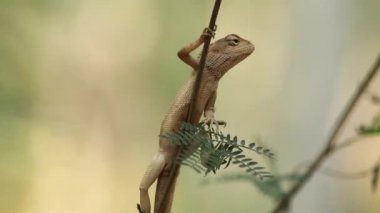  Gecko üzerindeki yaprak