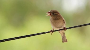 Kuş tel üzerinde oturuyor