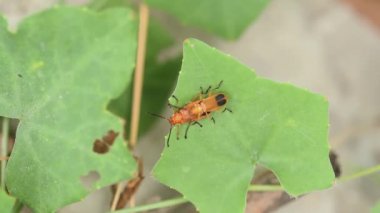 Çekimde yaprağına beetle