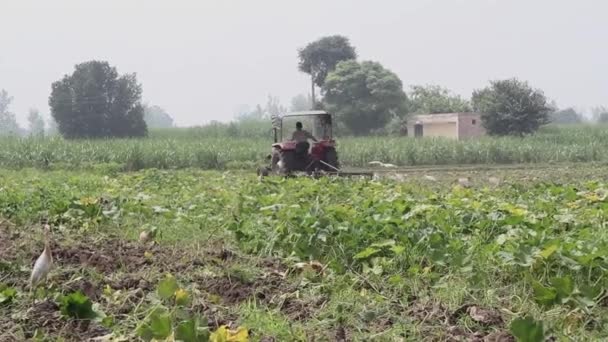 농부는 그의 땅을 쟁기 — 비디오