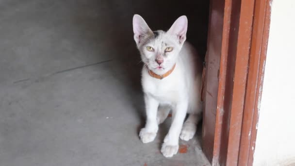 Cat seating flooring on a room — Stock Video