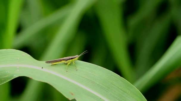 Primer plano de los insectos saltamontes — Vídeos de Stock