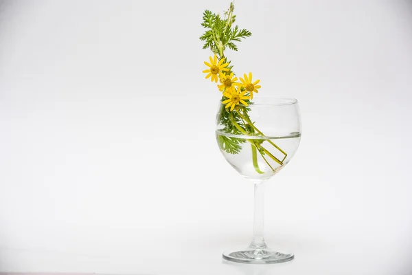 Gelbe Blumen im Glas — Stockfoto
