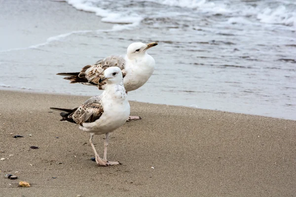 Gaivota em uma sandy — Fotografia de Stock