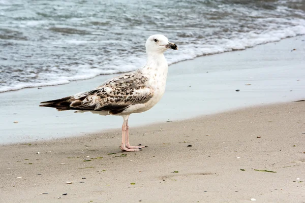 Seagull on a sandy — Stock Photo, Image