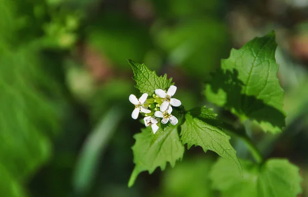 緑色の葉に小さな白い花を咲かせます 植物だ ぼやけた背景 — ストック写真