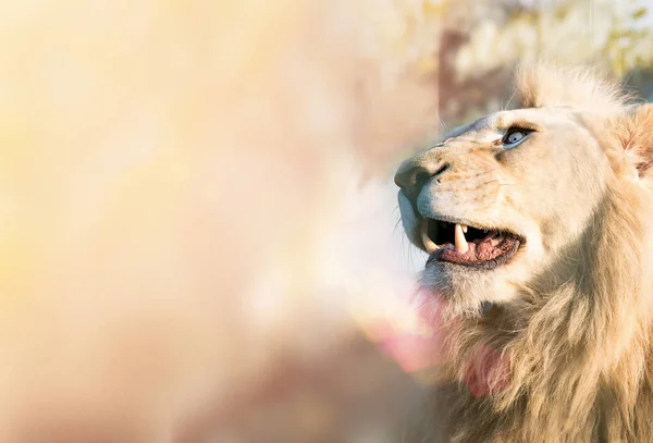 White Lion Thoughtful Look Distance Animal Predator Wild Blurred Background — Stock Photo, Image