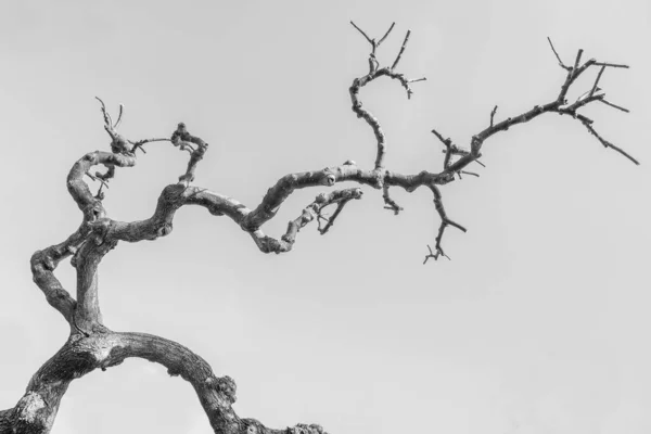 Sophora Japonica Träd Utan Blad Vacker Höst Svart Och Vitt — Stockfoto