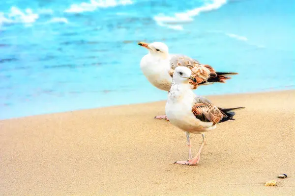 Dos Gaviotas Orilla Del Mar Naturaleza Salvaje Pájaros Lugar Para —  Fotos de Stock
