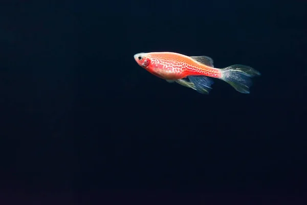제브라 피시의 배경은 청색이다 유전자 발광하는 물고기 대니오 물고기 — 스톡 사진