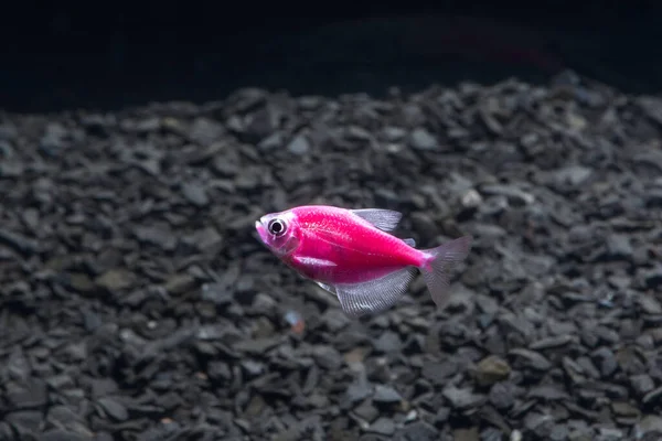 Aquariumvissen Zwarte Tetra Gymnocorymbus Ternetzi Heldere Gloeiende Kleuren Dieren Donkere — Stockfoto