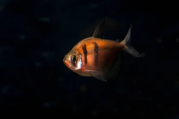 水族館の魚 ブラック テトラ Gymnocorymbus Ternetzi 明るい色 動物だ 暗い背景 — ストック写真