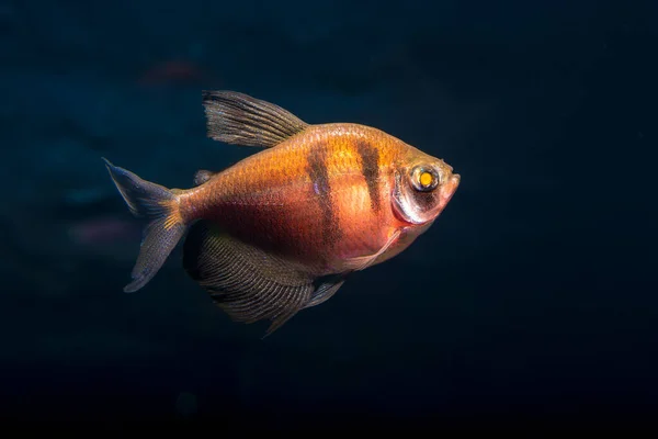 Aquariumvissen Zwarte Tetra Gymnocorymbus Ternetzi Heldere Gloeiende Kleuren Dieren Donkere — Stockfoto