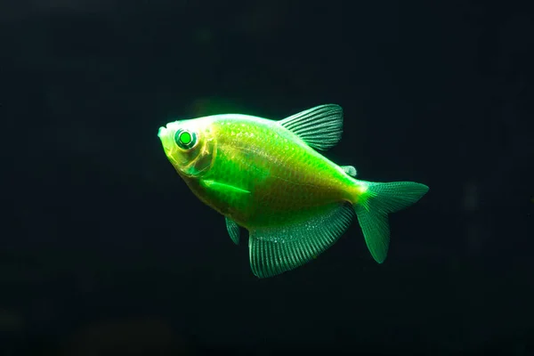 Aquarium Fish Black Tetra Gymnocorymbus Ternetzi Bright Glowing Colors Animals — Stock Photo, Image