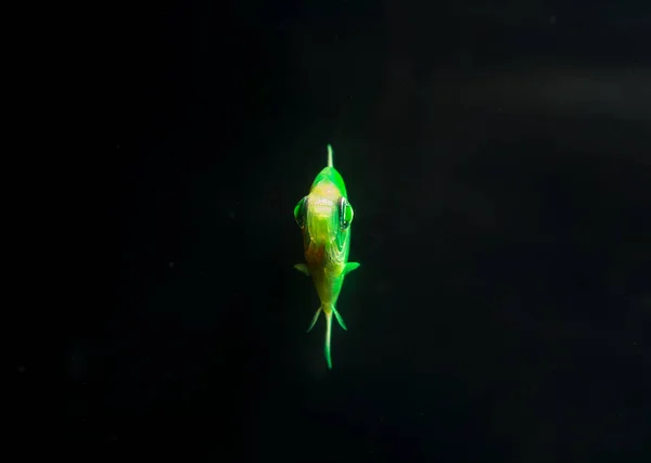 Aquariumvissen Zwarte Tetra Gymnocorymbus Ternetzi Vooraanzicht Heldere Gloeiende Kleuren Dieren — Stockfoto