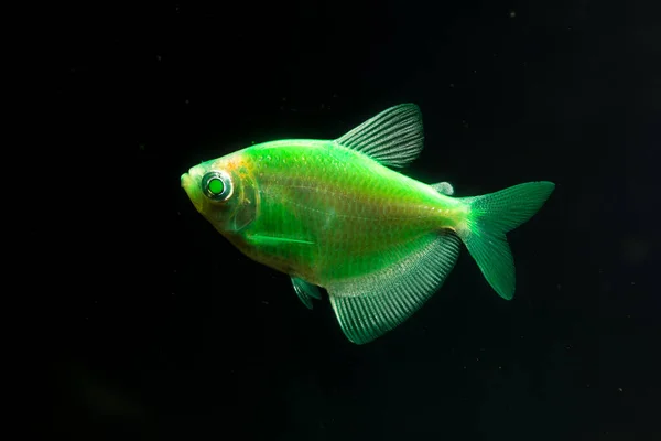 Aquariumvissen Zwarte Tetra Gymnocorymbus Ternetzi Heldere Gloeiende Kleuren Dieren Donkere — Stockfoto