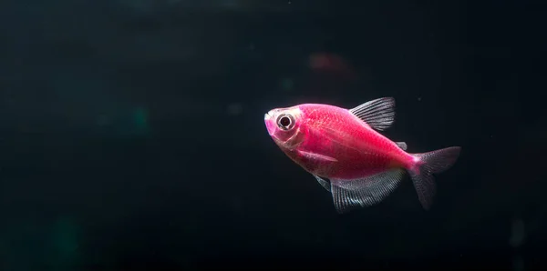 수족관 물고기 테트라 Gymnocorymbus Ternetzi 빛나는 어두운 — 스톡 사진