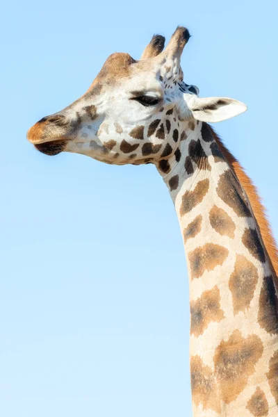 Retrato Una Jirafa Africana Cabeza Cuello Largo Animales Salvajes —  Fotos de Stock