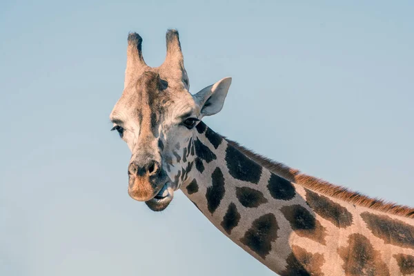 Retrato Uma Girafa Africana Cabeça Pescoço Comprido Animais Selvagens — Fotografia de Stock