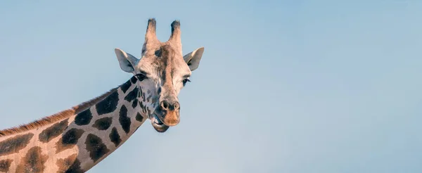Retrato Uma Girafa Africana Cabeça Pescoço Comprido Animais Selvagens — Fotografia de Stock
