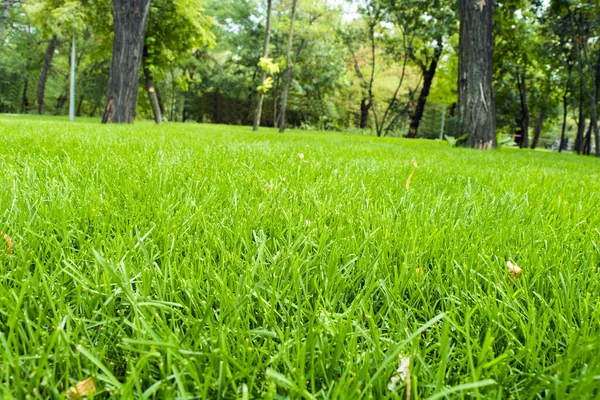 Fresh Green Grass Lawn — Stock Photo, Image