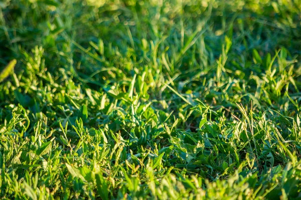 Zamazana Zielona Trawa Trawniku Widok Dołu Trawy Lato — Zdjęcie stockowe