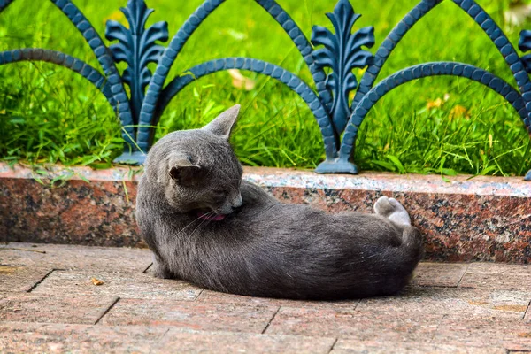 Gato Gris Está Suelo Lame Lana Espalda —  Fotos de Stock