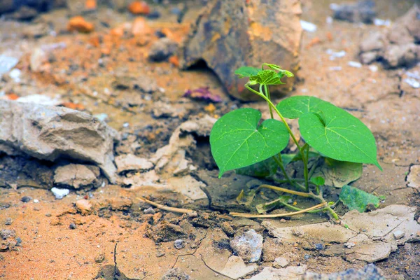 Tumbuh Tanah Kering — Stok Foto